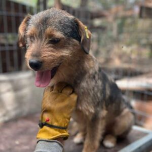 RALFI (♂) - vermittelt JW