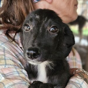 LAKRITZ (♀) - auf PS im PLZ Bereich 54 - vermittelt