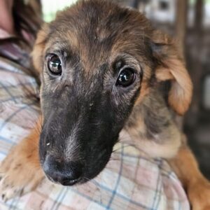 BELINO (♂) - ausgereist zu Vierbeiner in Not