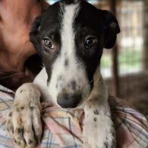 ANELLI (♀) - auf PS im PLZ Bereich 78 - vermittelt