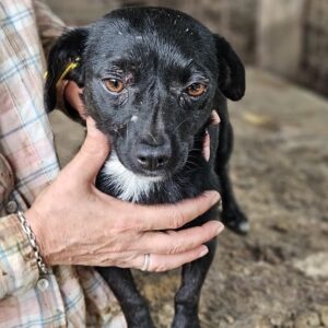 NOCCI (♀) - auf PS im PLZ Bereich 183 *ausgereist* - vermittelt