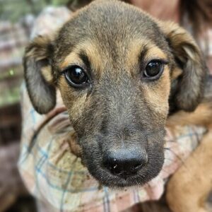 EDVIN (♂) - ausgereist zur Schäferhundrettung e.V.