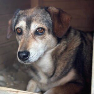 JELVA (♀) - ausgereist zu Step by paw