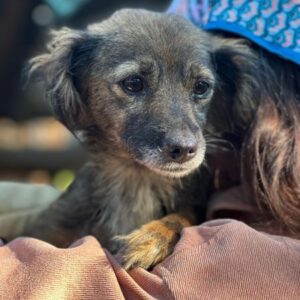 PILOU (♀)- auf PS im PLZ Bereich 183 - vermittelt