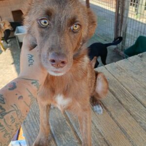 SUMMER (♀) - auf PS im PLZ Bereich 46 - vermittelt