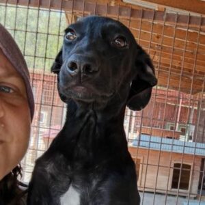 WILLY (♂) - ausgereist zur Tierhilfe Lebenswert DR 22.11.24