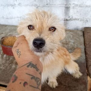 MALIYA (♀) - ausgereist zur Tierhilfe Lebenswert