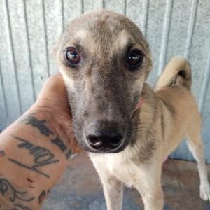 FLASH (♂) – ausgereist zur Tierhilfe Lebenswert DR 11.04.25