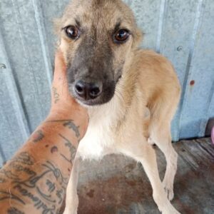 RURIK (♂) - ausgereist zur Tierhilfe Lebenswert DR 15.03.25