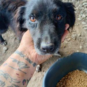 SUKY (♀) - ausgereist zur Tierhilfe Lebenswert