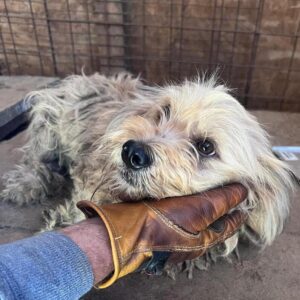 JEREMY (♂) - vermittelt MD