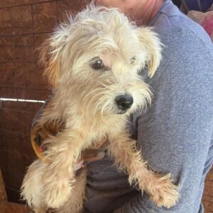 TRIXI (♀) - vermittelt MD