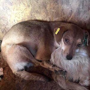 BRUNHILDE (♀) - vermittet NH