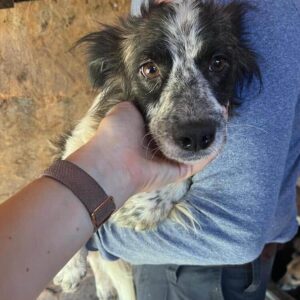 FRENI (♀) - ausgereist zum TST Rösrath