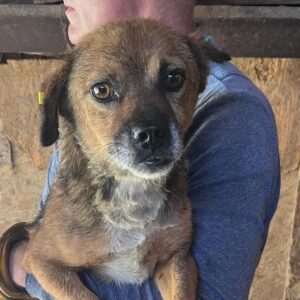 BABAK (♂) - auf PS im PLZ Bereich 38 - vermittelt