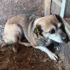 SUNNY (♀) - sehr überfordert - ausgereist zur Tierhilfe Lebenswert