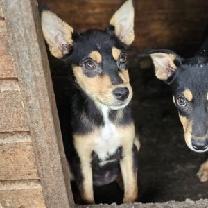 NUNU (♀) - ausgereist zu Vierbeiner in Not