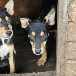 XARA (♀) - ausgereist zur SHR e.V.