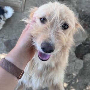 LIESELOTTE (♀) - ausgereist zur Tierhilfe Lebenswert DR 22.11.24