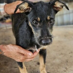 RESEDA (♀) - ausgereist zur Arche Noah Bidingen (AL)