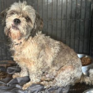 OLLY (♂) - auf PS im PLZ Bereich 32 -vermittelt