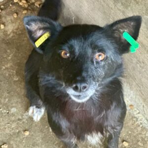 LILLEMOR (♀) - auf PS im PLZ Bereich 50 *ausgereist* - vermittelt