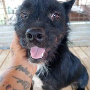 JAINY (♀) - ausgereist zum TST Rösrath