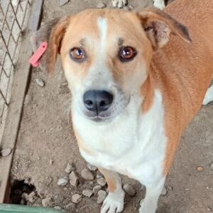 OLGA (♀) - ausgereist zur Tierhilfe Lebenswert