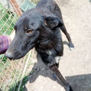 MINCO (♂) - leichte Hautprobleme