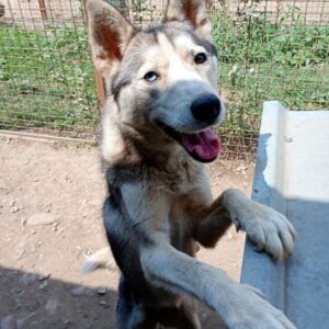 SUKA (♀) - NOTFALL - viel zu dünn - sehr verzweifelt - reserviert Tierhilfe Lebenswert DR - vermittelt