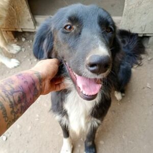 MATEA (♀) - ausgereist zur Tierhilfe Lebenswert