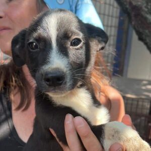 BAYLO (♂) - vermittelt MD