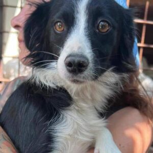 MARNIE (♀) - auf PS im PLZ Bereich 648 - vermittelt