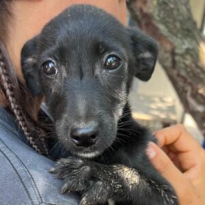 LENYA (♀) - ausgereist zur Tierhilfe Lebenswert