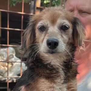 GERTI (♀) - auf PS im PLZ Bereich 18 - vermittelt