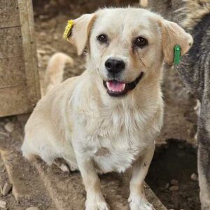 TAMINO (♂) - ausgereist zum TST Rösrath