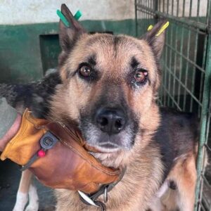 SONDRE (♂) - vermittelt MH