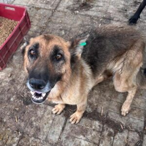 TATJANA (♀) - vermittelt MH