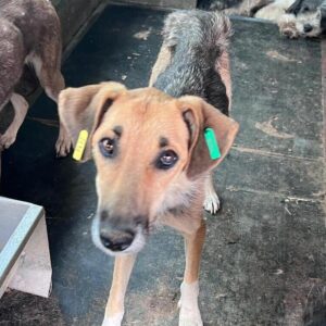 EUGENIA (♀) - ausgereist zu Step by paw