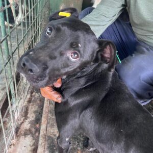 NAOMI (♀) - in Rumänien vermittelt 12/24