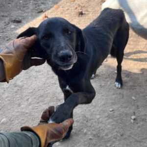 JULIEN (♂) - vermittelt BD