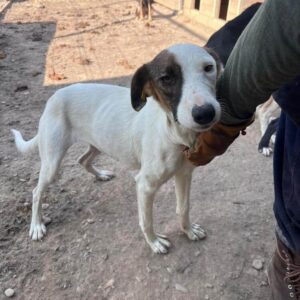 RAHILA (♀) - ausgereist zur Arche Noah