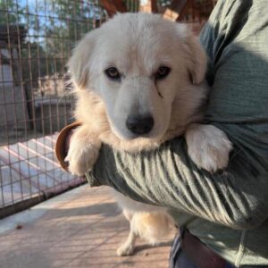 PERLE (♀) - ausgereist zum TST Rösrath