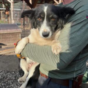 BAIKA (♀) - vermittelt MD