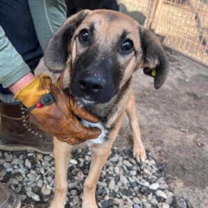 PIETY (♂) - ausgereist zur Tierhilfe Lebenswert