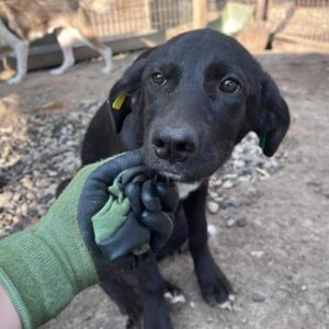 KELDA (♀) - auf PS im PLZ Bereich 75 *ausgereist*