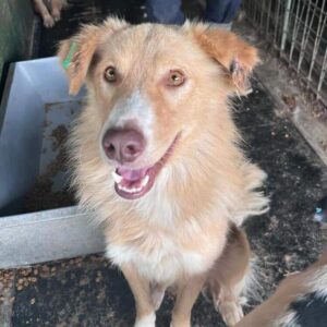 LUANO (♂) - viel zu dünn - reserviert Tierhilfe Lebenswert DR - vermittelt