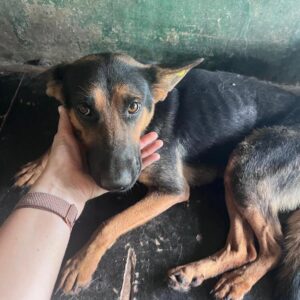 PANNA (♀) - sehr dünn (08/24)