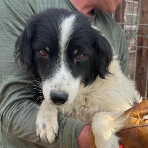 GROBI (♂) - ausgereist zum TST Rösrath