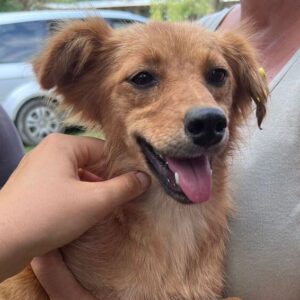 LALIKHA (♀) - Notfall - vermittelt MD